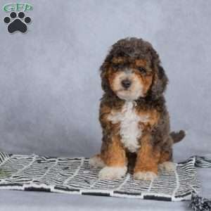 Buddy, Miniature Poodle Puppy